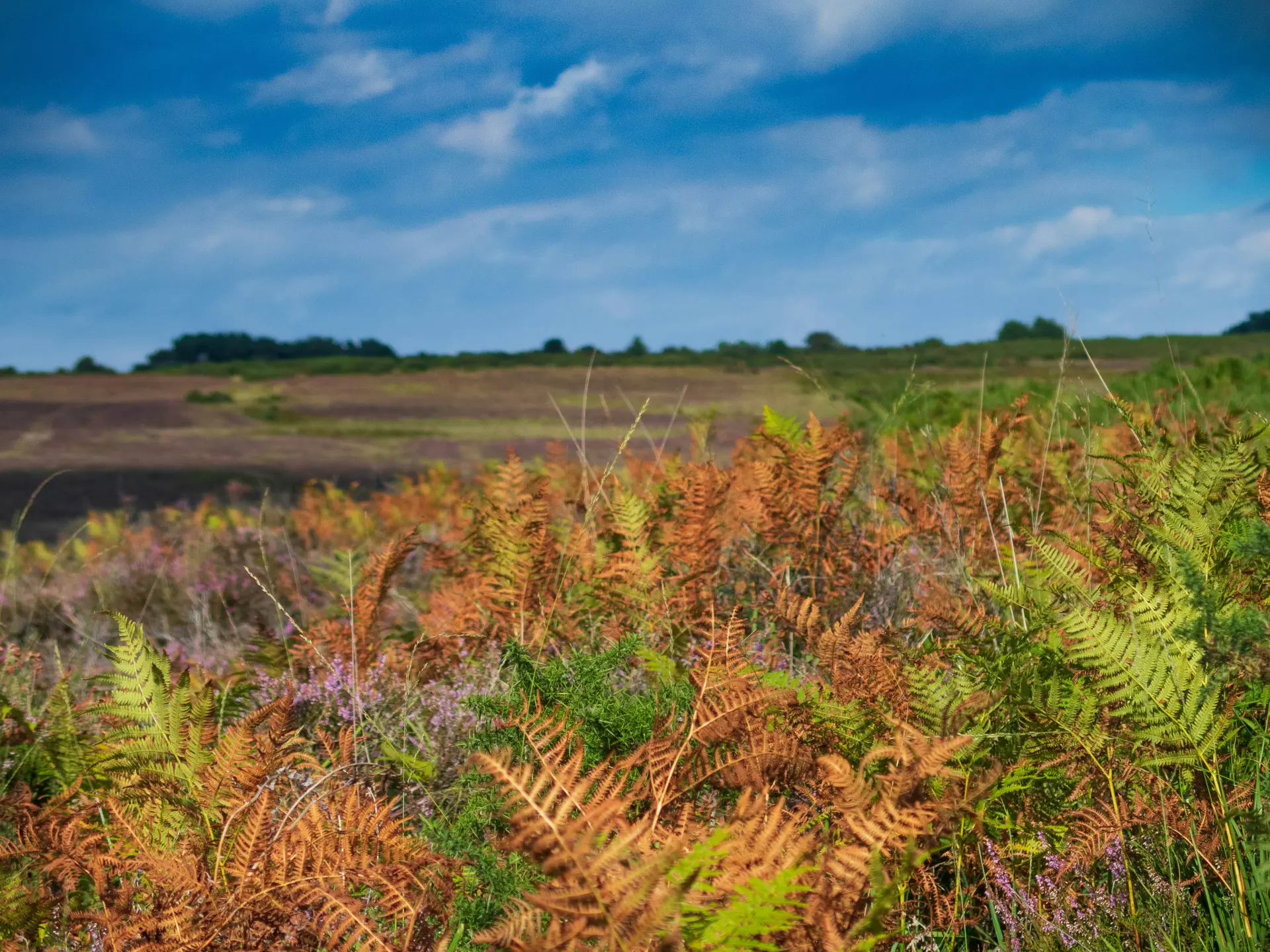 a field of plants with blue sky and clouds