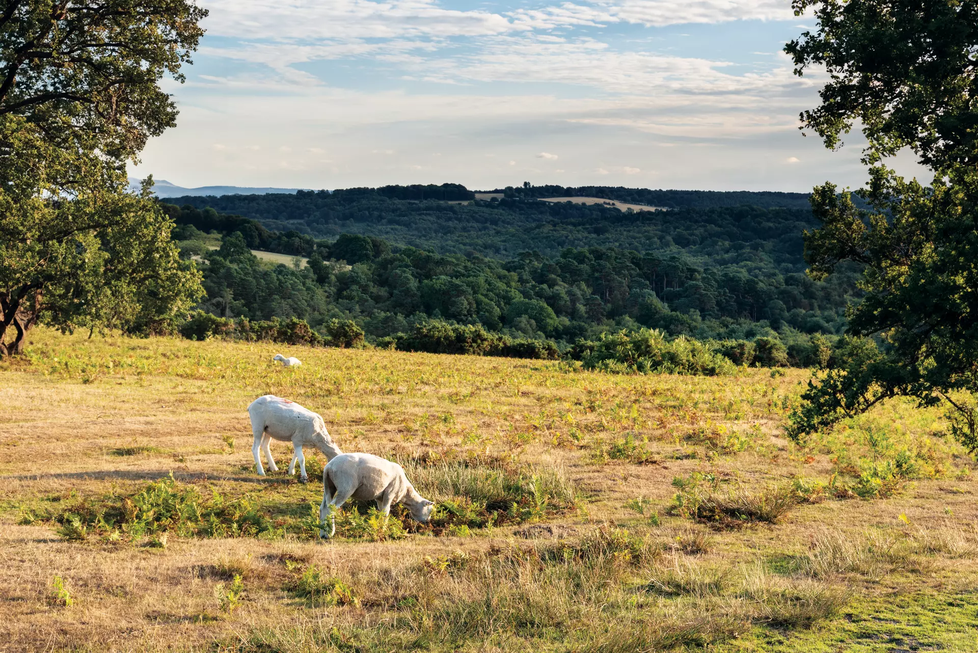 a group of sheep grazing in a field
