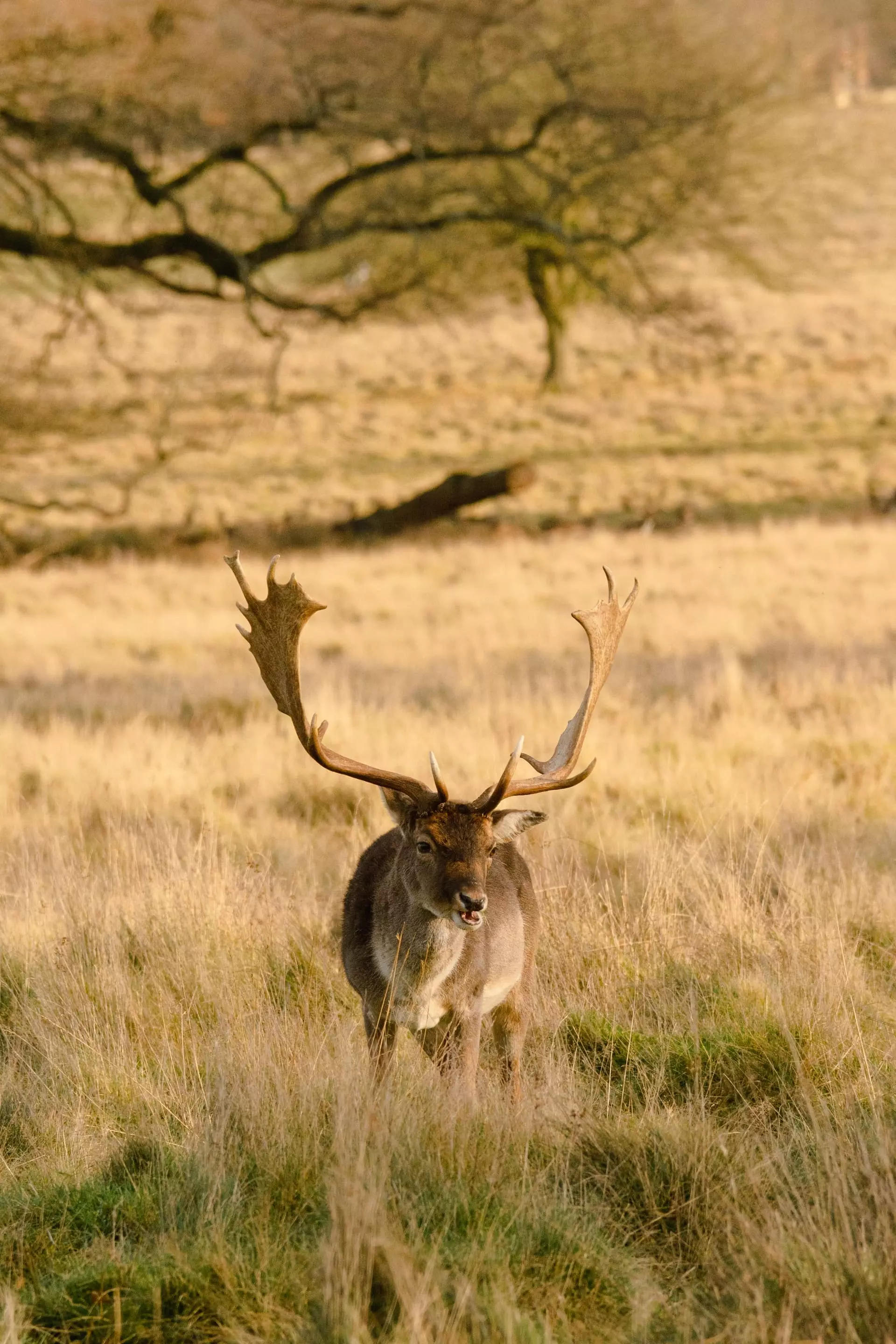 a deer with large antlers in a field