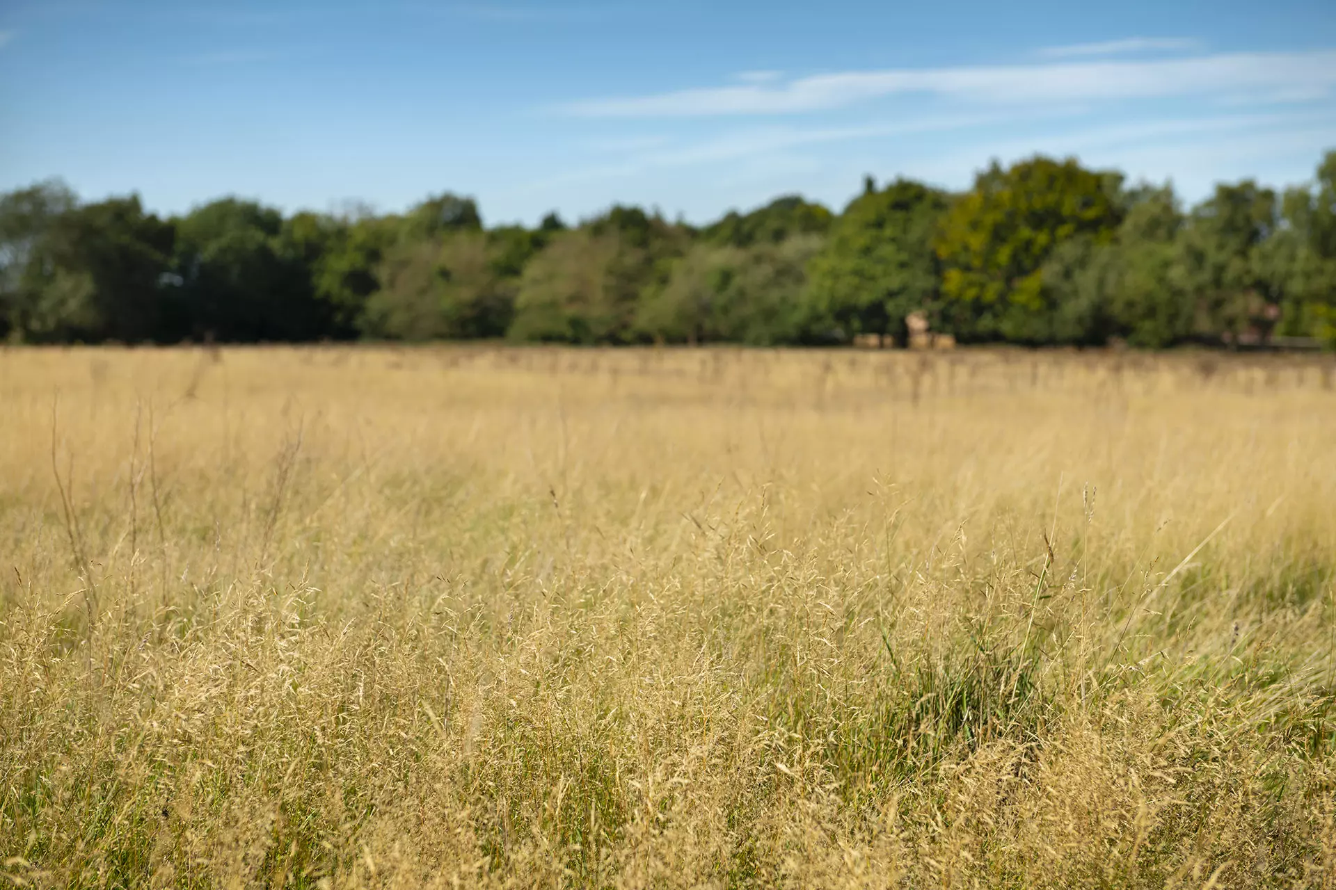 a field of grass and trees