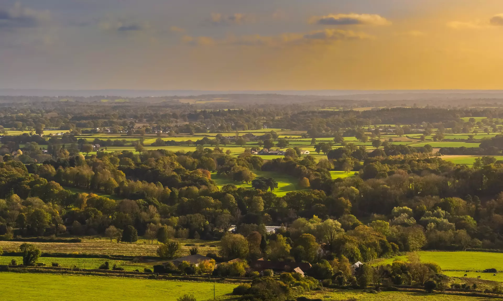 a landscape with trees and a field of grass