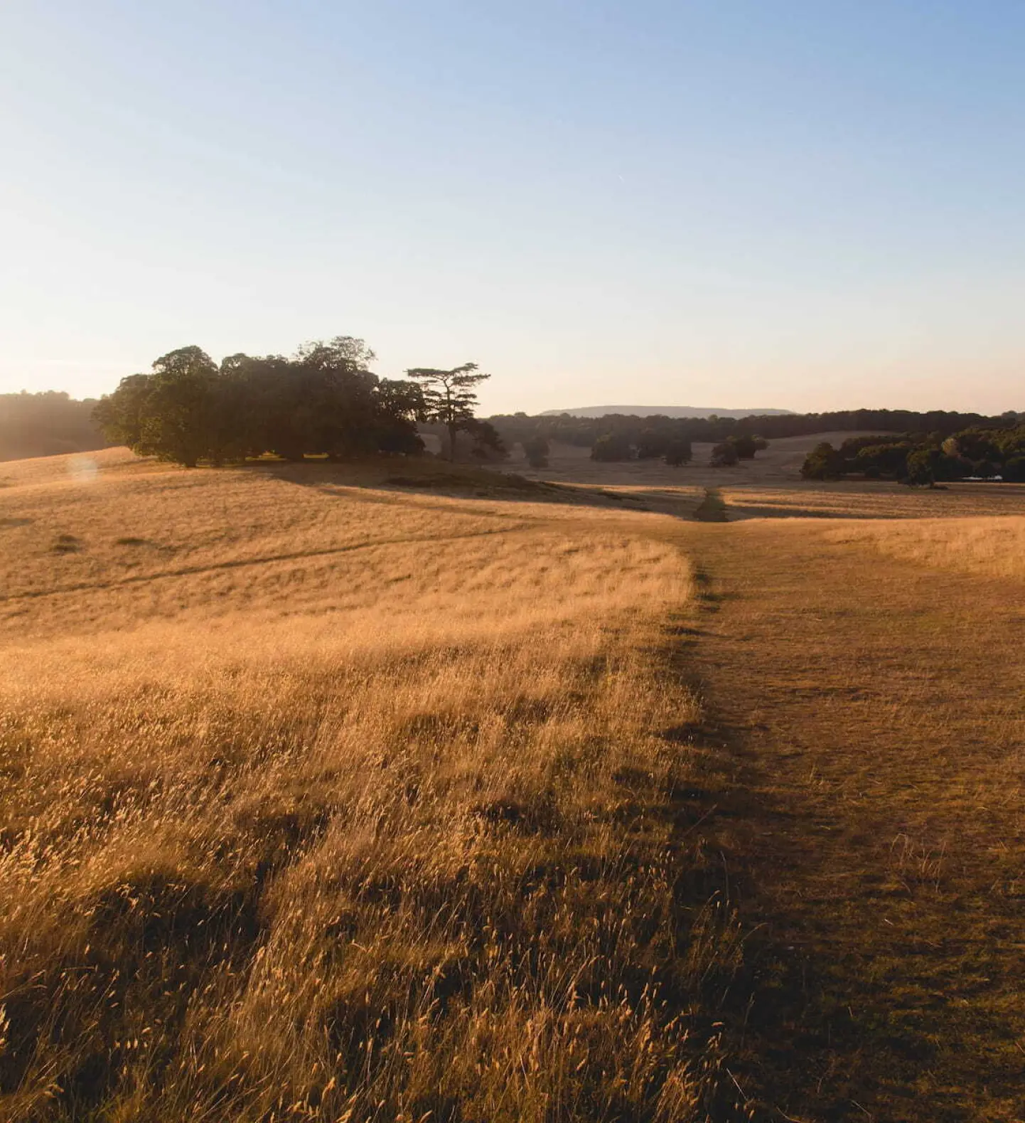 a field of grass with trees in the background