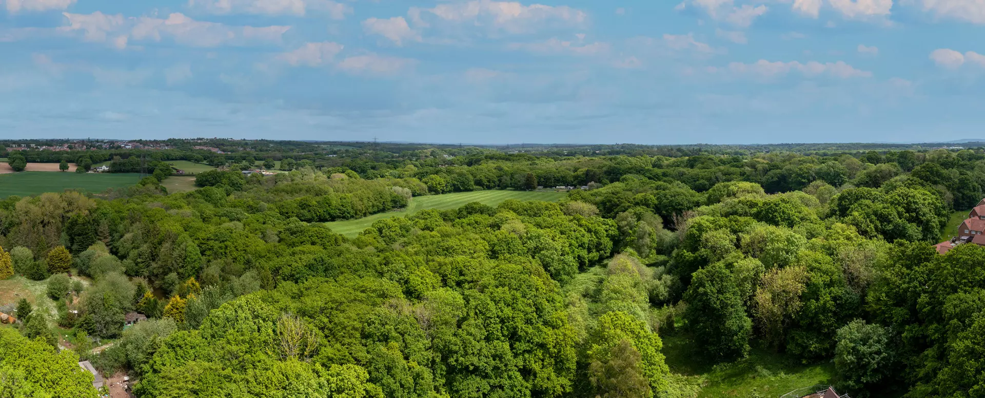 a green forest with trees and a blue sky