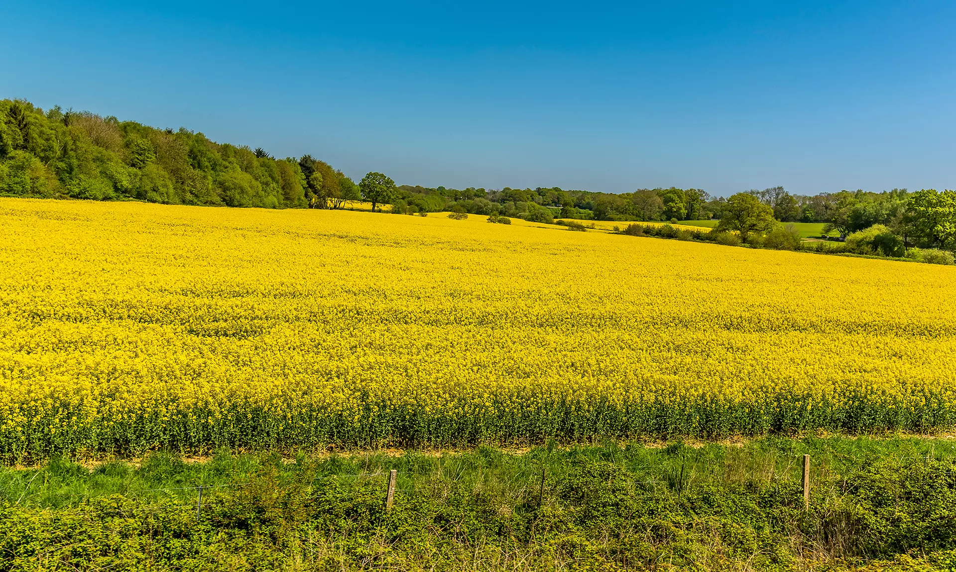 a field of yellow flowers