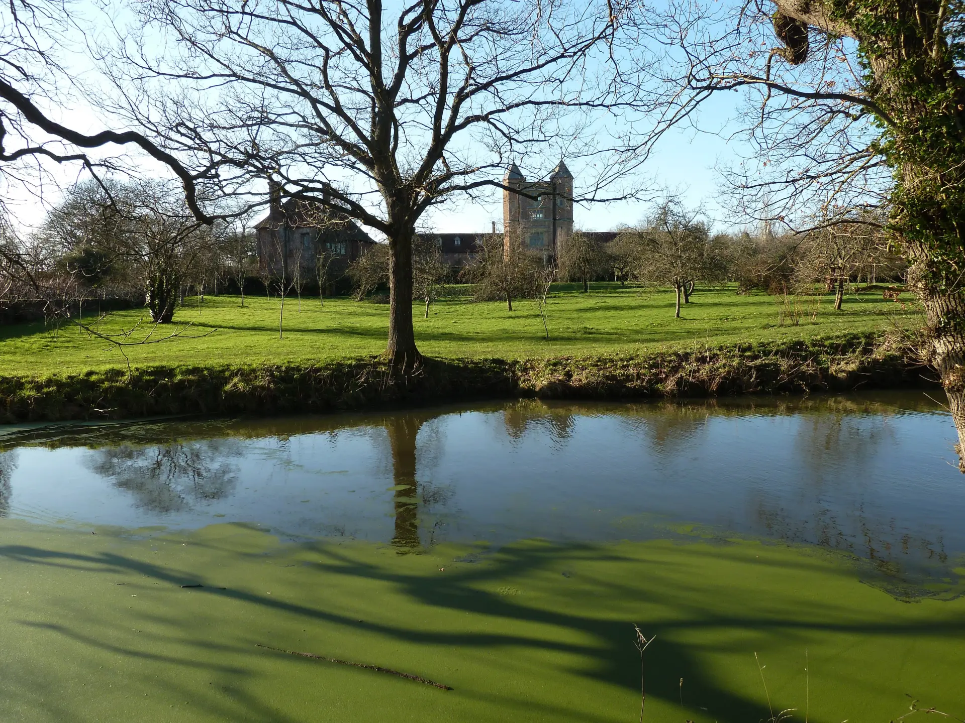 a pond with a tree and a building in the background